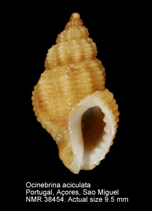 Ocinebrina aciculata (8).jpg - Ocinebrina aciculata(Lamarck,1822)